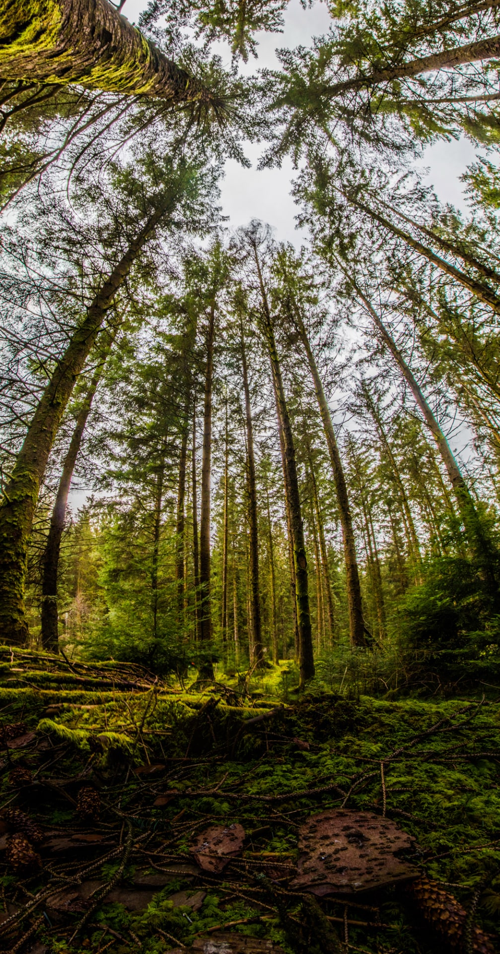 Fsc certified forest, uk (c) fsc uk