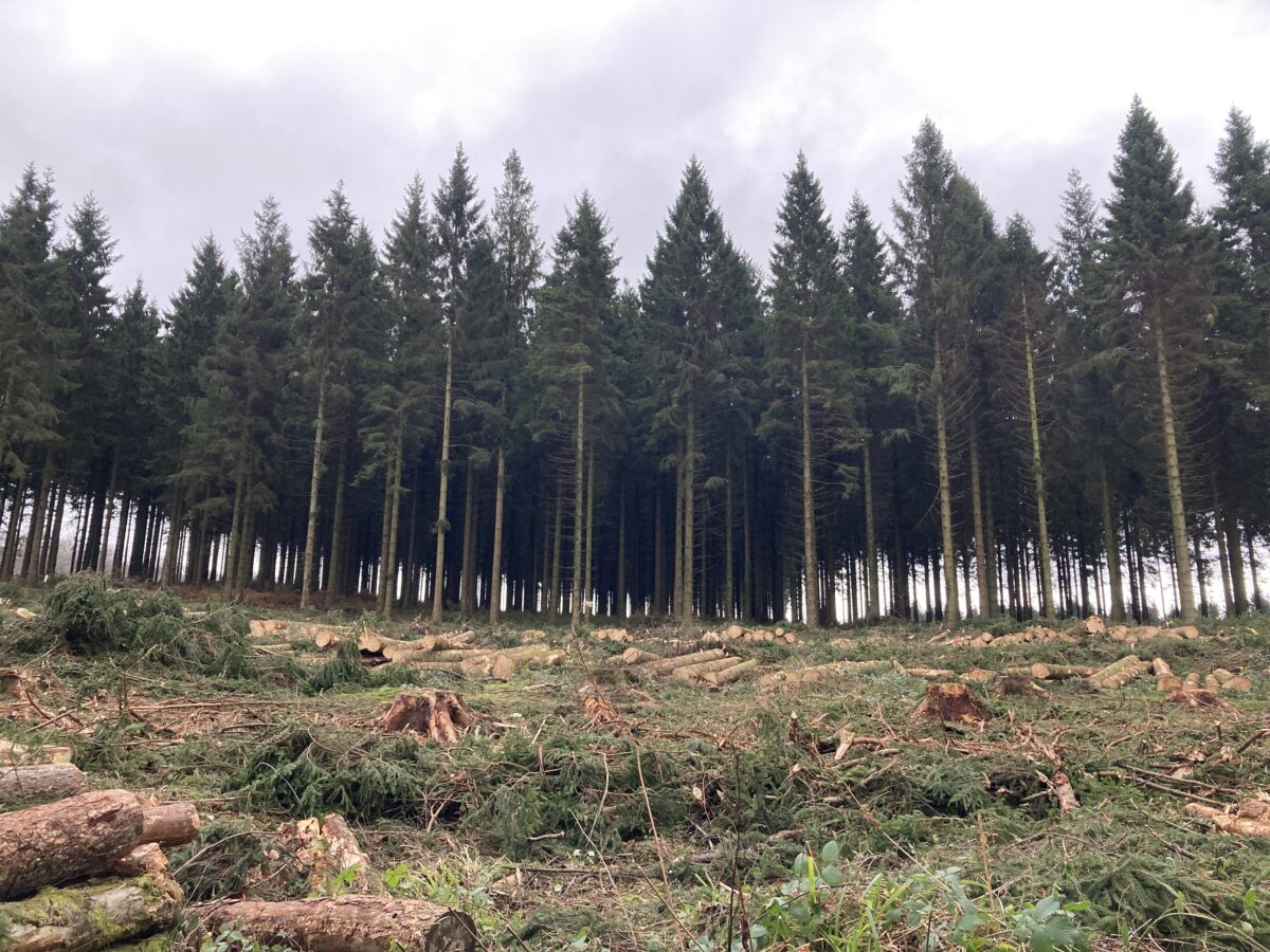 Harvesting in wentwood2