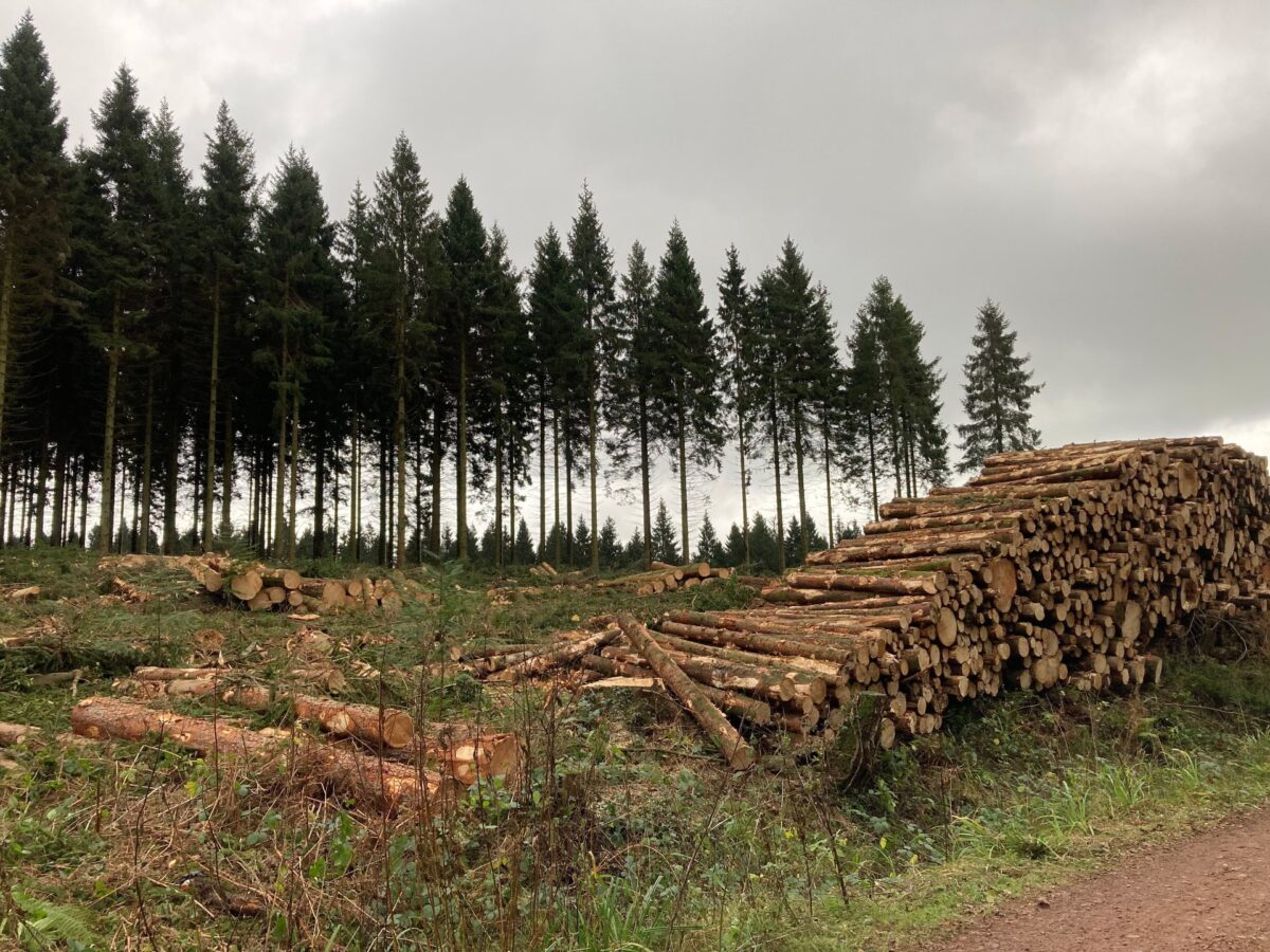 Gcse Timber Farming Maximising the climate benefits of timber – The Timber Industry Yearbook