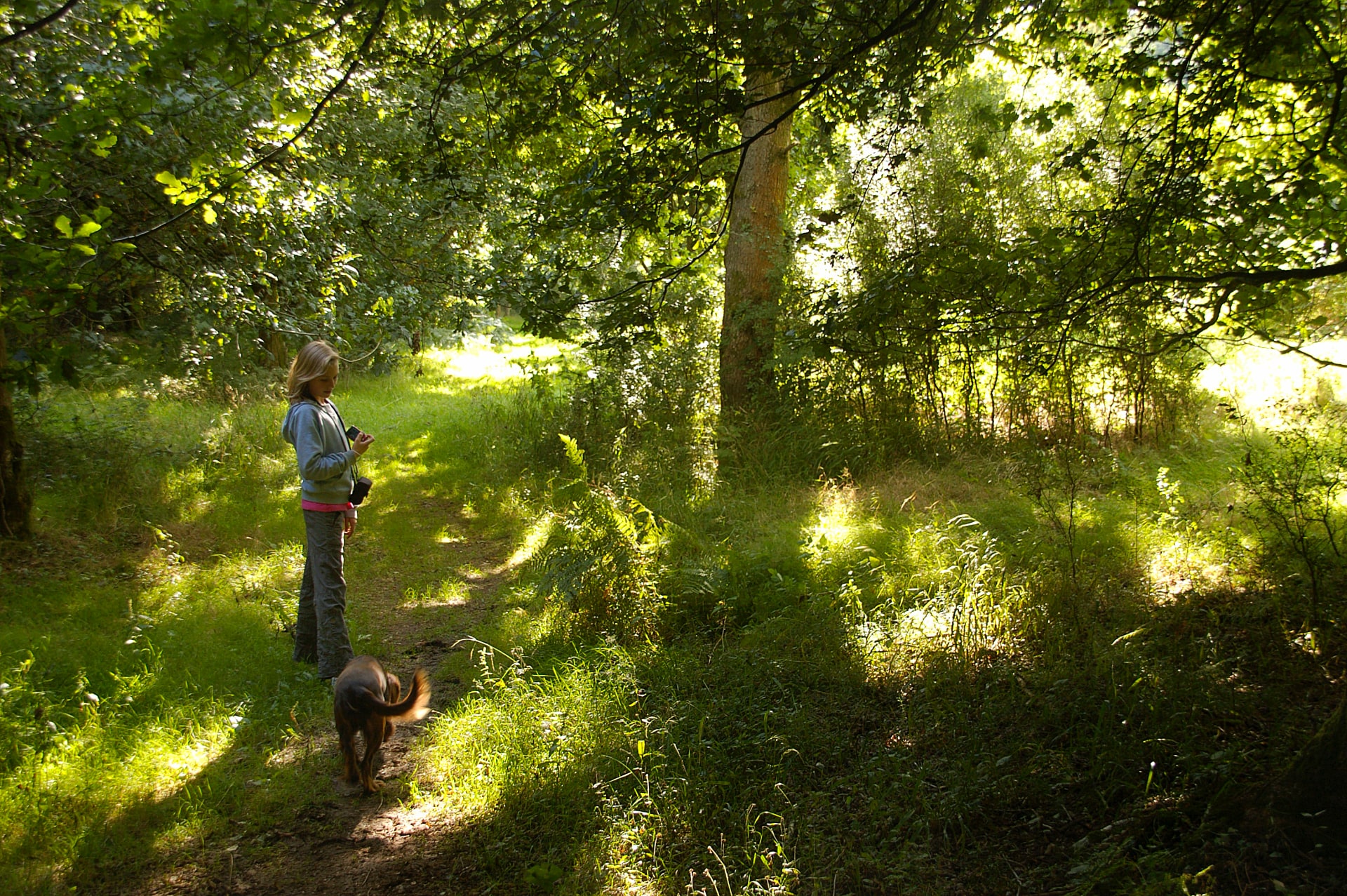 Max more, savernake forest, 'summer walk'