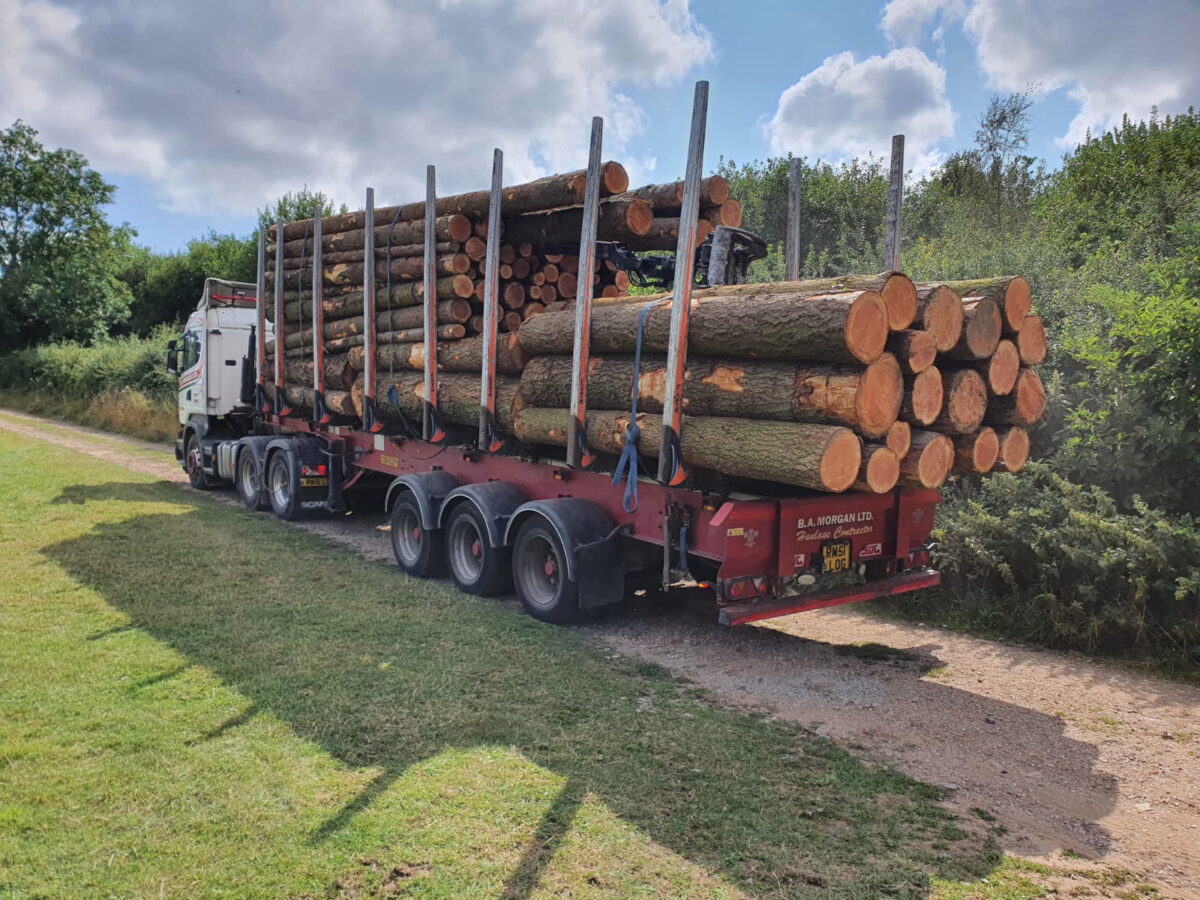 Timber logs in transport